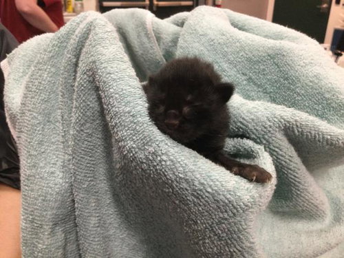 HOOKFANG, Baby Domestic Long Hair (medium coat), cat for adoption in Beaumont, California