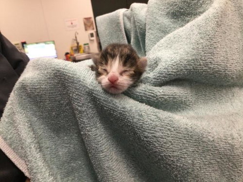 DART, Baby Domestic Long Hair (medium coat), cat for adoption in Beaumont, California