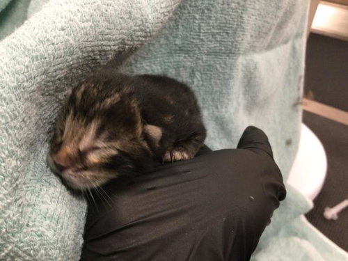 POUNCER, Baby Domestic Long Hair (medium coat), cat for adoption in Beaumont, California