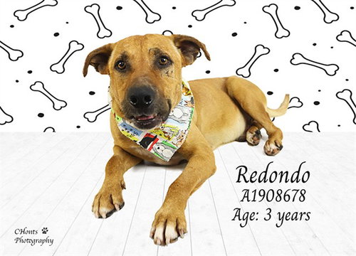 REDONDO, an adoptable Rhodesian Ridgeback in Thousand Palms, CA