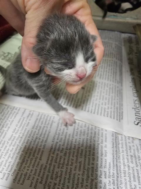 ISLA, Baby Domestic Short Hair (medium coat), cat for adoption in Beaumont, California