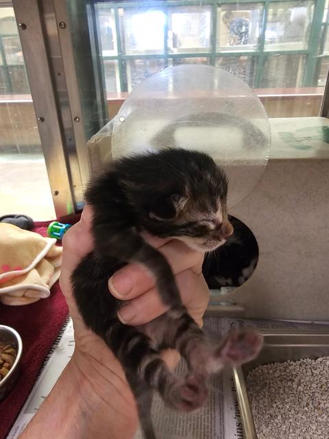 ISABELLA, Baby Domestic Short Hair (medium coat), cat for adoption in Beaumont, California