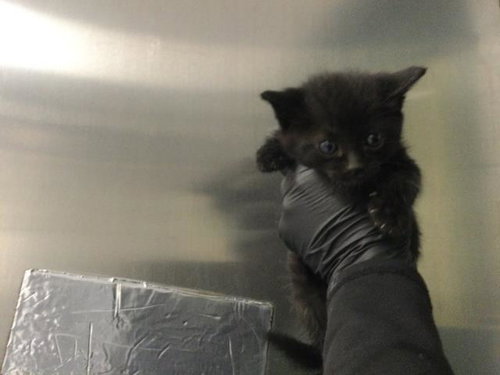 A1910231, Baby Domestic Short Hair (medium coat), cat for adoption in Beaumont, California