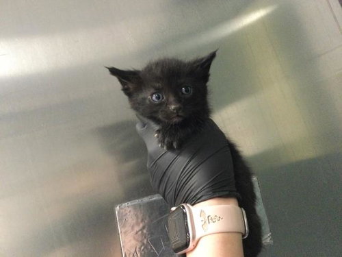 A1910234, Baby Domestic Short Hair (medium coat), cat for adoption in Beaumont, California
