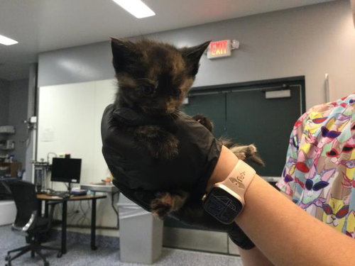 DAISY, Baby Domestic Short Hair (medium coat), cat for adoption in Beaumont, California