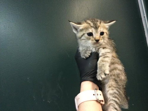 ROSE, Baby Domestic Short Hair (medium coat), cat for adoption in Beaumont, California