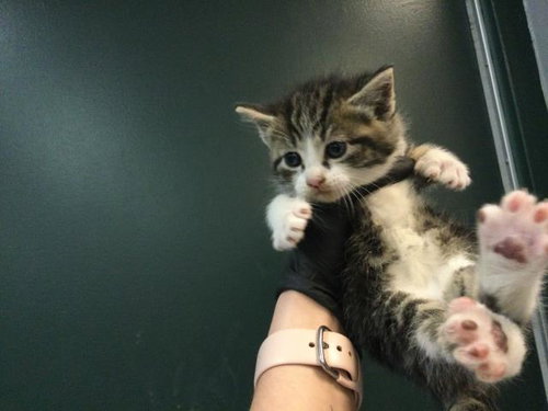 TULIP, Baby Domestic Short Hair (medium coat), cat for adoption in Beaumont, California