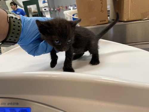 A1910557, Baby Domestic Short Hair (medium coat), cat for adoption in Beaumont, California