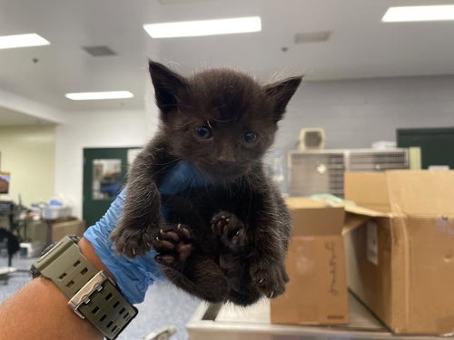 A1910558, Baby Domestic Short Hair (medium coat), cat for adoption in Beaumont, California
