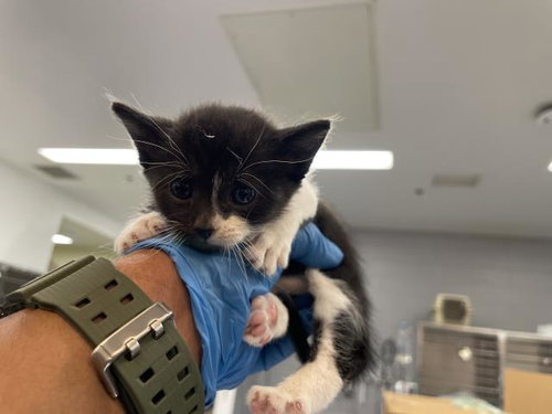 A1910559, Baby Domestic Short Hair (medium coat), cat for adoption in Beaumont, California