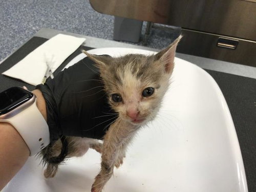 UDON, Baby Domestic Short Hair (medium coat), cat for adoption in Beaumont, California