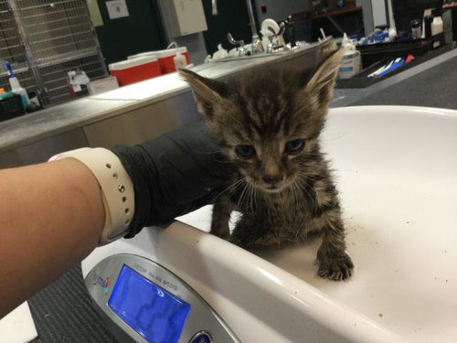RAMYEON, Baby Domestic Short Hair (medium coat), cat for adoption in Beaumont, California