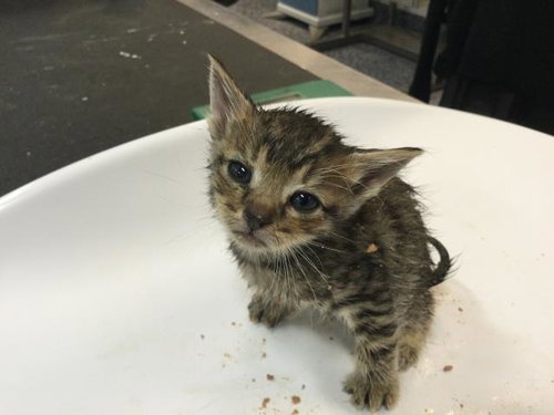 PAD THAI, Baby Domestic Short Hair (medium coat), cat for adoption in Beaumont, California