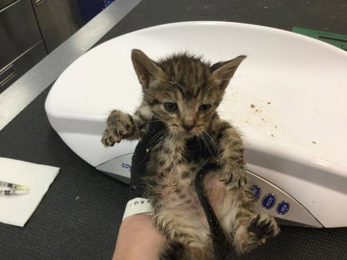 LO MEIN, Baby Domestic Short Hair (medium coat), cat for adoption in Beaumont, California
