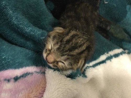 A1910858, Baby Domestic Short Hair (medium coat), cat for adoption in Beaumont, California