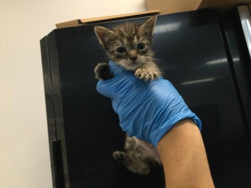 A1910951, Baby Domestic Short Hair (medium coat), cat for adoption in Beaumont, California