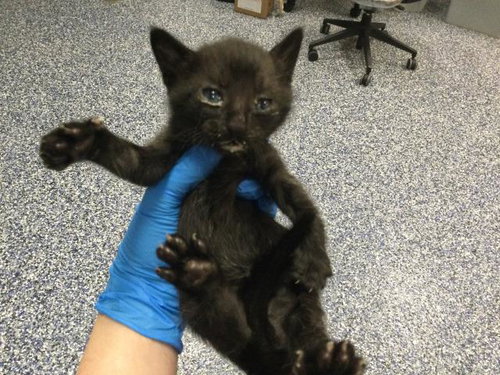 CHANDLER, Baby Domestic Short Hair (medium coat), cat for adoption in Beaumont, California