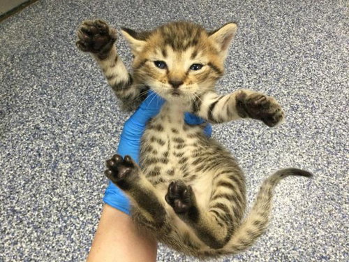 PHOEBO, Baby Domestic Short Hair (medium coat), cat for adoption in Beaumont, California