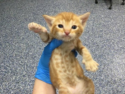 JOEY, Baby Domestic Short Hair (medium coat), cat for adoption in Beaumont, California