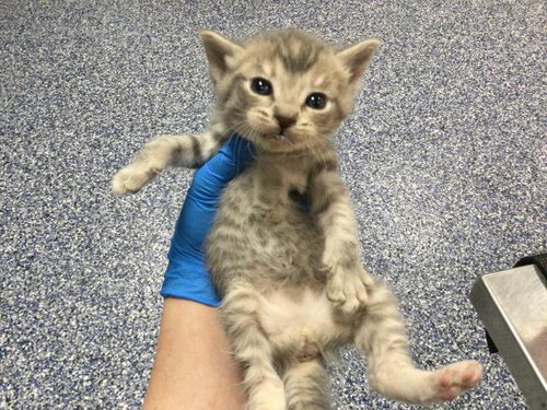 MONICA, Baby Domestic Short Hair (medium coat), cat for adoption in Beaumont, California