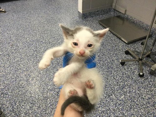 A1910979, Baby Domestic Short Hair (medium coat), cat for adoption in Beaumont, California