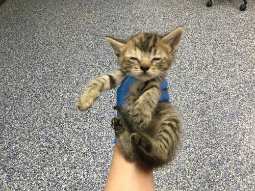 A1910981, Baby Domestic Short Hair (medium coat), cat for adoption in Beaumont, California