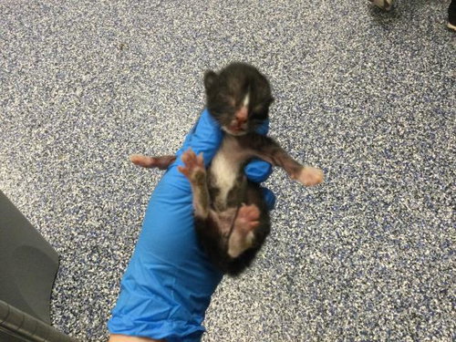 A1911028, Baby Domestic Short Hair (medium coat), cat for adoption in Beaumont, California
