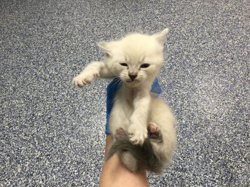 RACHEL, Baby Domestic Short Hair (medium coat), cat for adoption in Beaumont, California