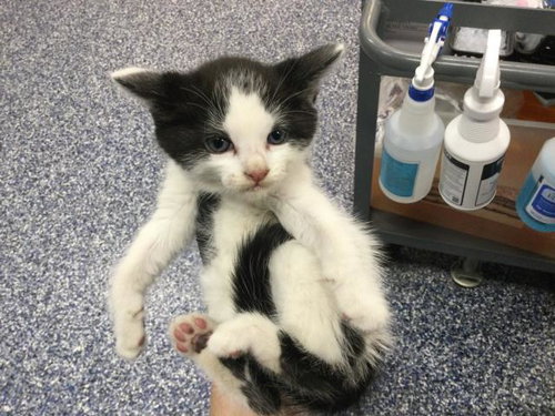 A1911149, Baby Domestic Short Hair (medium coat), cat for adoption in Beaumont, California