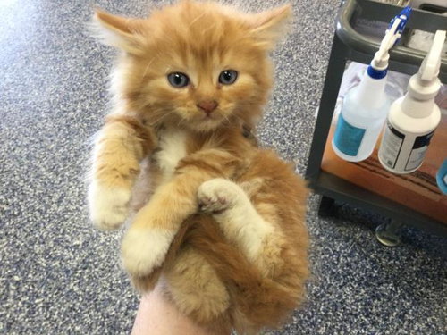 A1911150, Baby Domestic Long Hair (medium coat), cat for adoption in Beaumont, California