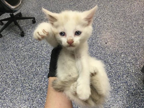 A1911151, Baby Domestic Short Hair (medium coat), cat for adoption in Beaumont, California