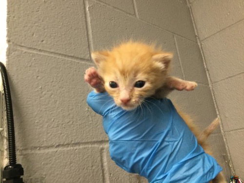 A1907838, Baby Domestic Short Hair (medium coat), cat for adoption in Beaumont, California