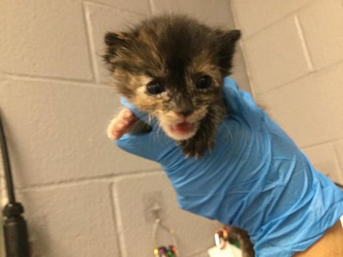 A1907839, Baby Domestic Short Hair (medium coat), cat for adoption in Beaumont, California
