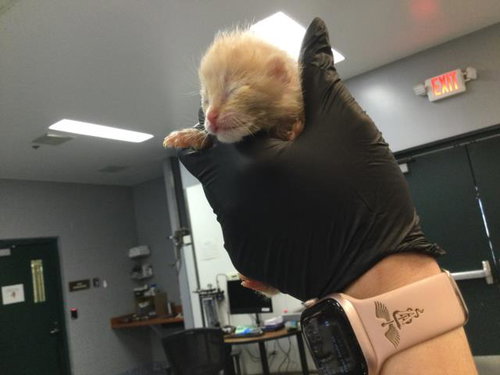 A1911178, Baby Domestic Short Hair (medium coat), cat for adoption in Beaumont, California