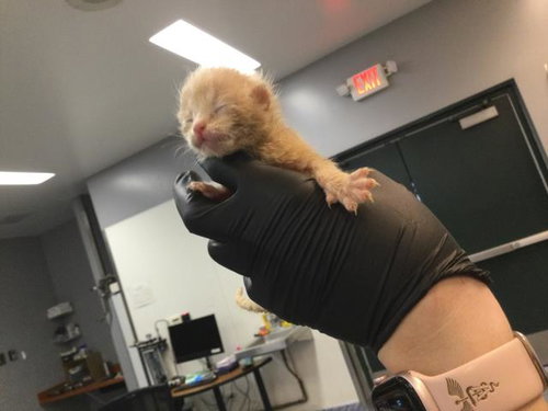 A1911179, Baby Domestic Short Hair (medium coat), cat for adoption in Beaumont, California