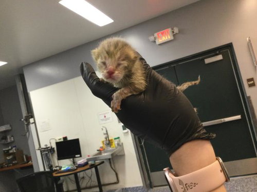 A1911181, Baby Domestic Short Hair (medium coat), cat for adoption in Beaumont, California