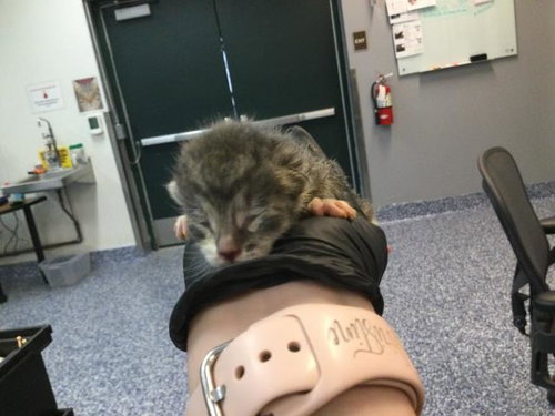 A1911184, Baby Domestic Short Hair (medium coat), cat for adoption in Beaumont, California