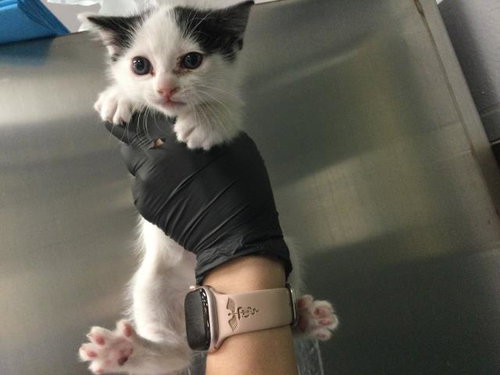 MIA, Baby Domestic Short Hair (medium coat), cat for adoption in Beaumont, California