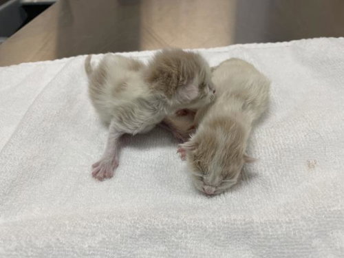 A1911244, Baby Domestic Short Hair (medium coat), cat for adoption in Beaumont, California