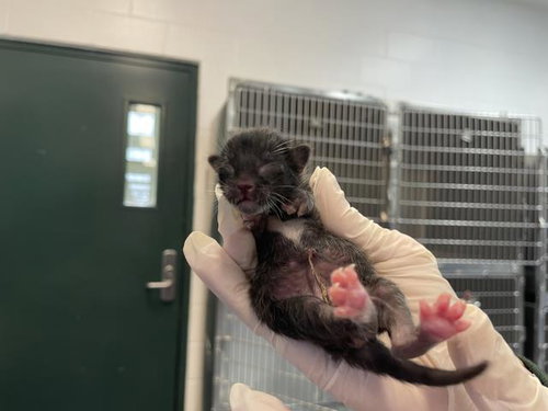 A1910529, Baby Domestic Short Hair (medium coat), cat for adoption in Beaumont, California