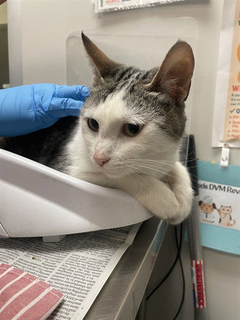 SOPHIE, Adult Domestic Short Hair (medium coat), cat for adoption in Beaumont, California