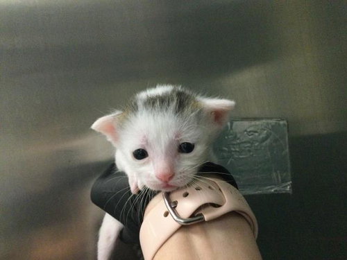 JONES, Baby Domestic Short Hair (medium coat), cat for adoption in Beaumont, California