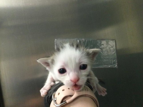 JESSIE, Baby Domestic Short Hair (medium coat), cat for adoption in Beaumont, California