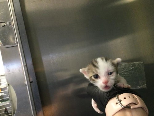 FRANK, Baby Domestic Short Hair (medium coat), cat for adoption in Beaumont, California
