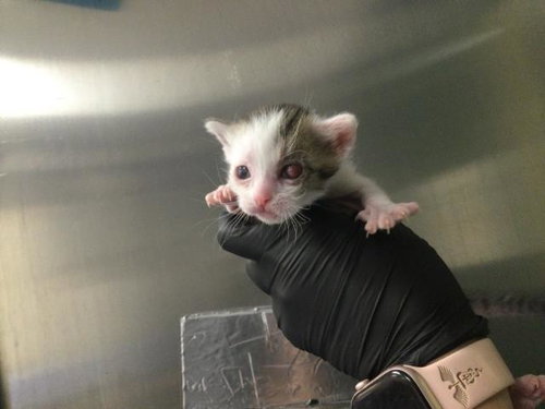 FRANNY, Baby Domestic Short Hair (medium coat), cat for adoption in Beaumont, California