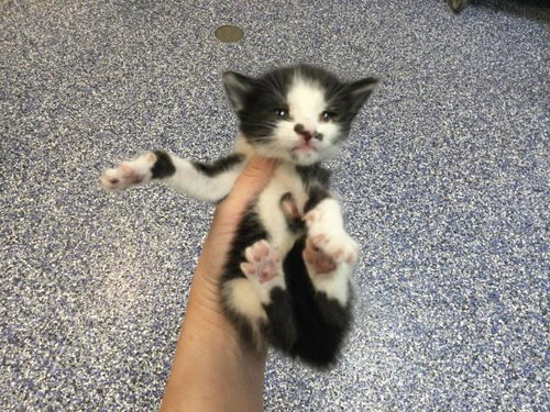 A1911326, Baby Domestic Short Hair (medium coat), cat for adoption in Beaumont, California