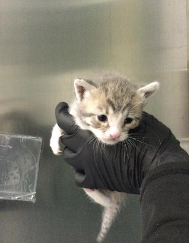A1910219, Baby Domestic Short Hair (medium coat), cat for adoption in Beaumont, California