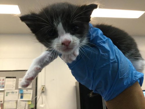 A1911051, Baby Domestic Short Hair (medium coat), cat for adoption in Beaumont, California