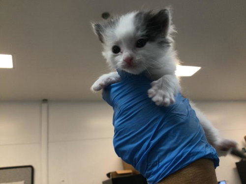 A1911052, Baby Domestic Short Hair (medium coat), cat for adoption in Beaumont, California
