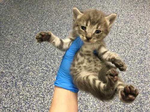 MONICA, Baby Domestic Short Hair (medium coat), cat for adoption in Beaumont, California